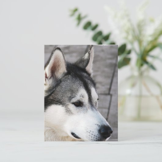 Malamute Photo Briefkaart (Staand voorkant)