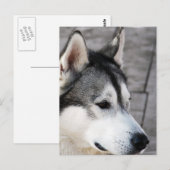 Malamute Photo Briefkaart (Voorkant / Achterkant)