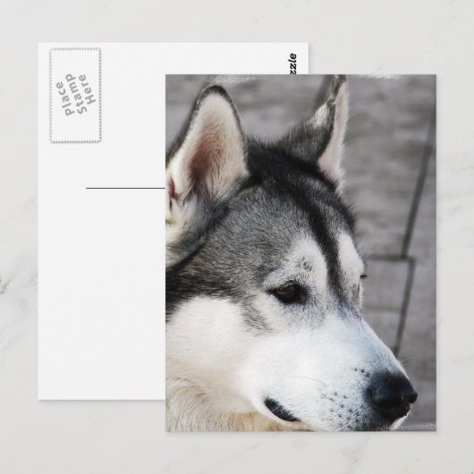 Malamute Photo Briefkaart (Voorkant / Achterkant)