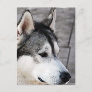 Malamute Photo Briefkaart
