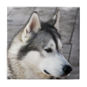 Malamute Photo Tile Tegeltje (Voorkant)
