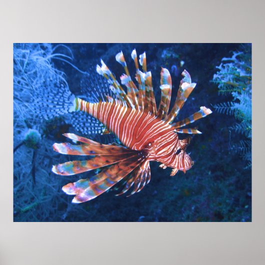 Malapascua Lionfish Poster (Voorkant)