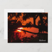 Malawi, Africa Sunset Briefkaart (Voorkant / Achterkant)