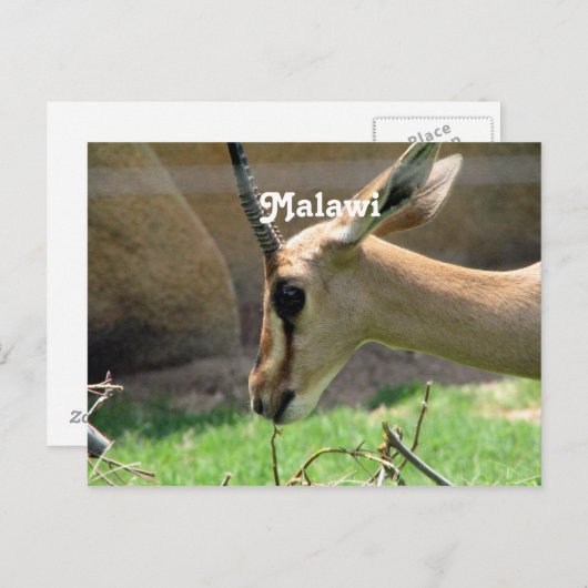 Malawi Gazelle Briefkaart (Voorkant / Achterkant)