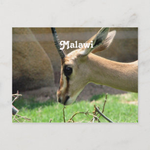 Malawi Gazelle Briefkaart