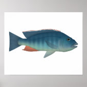 Malawi Hawk Poster (Voorkant)