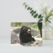 Malaya sun beer briefkaart (Staand voorkant)