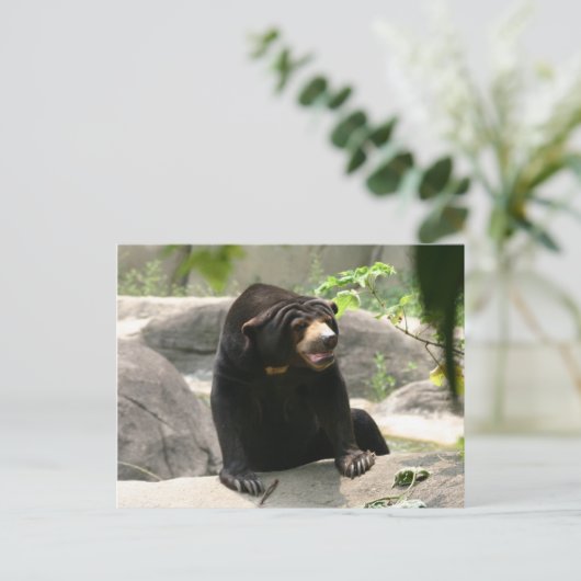 Malaya sun beer briefkaart (Staand voorkant)