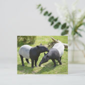 Malayaanse tapirs op gras briefkaart (Staand voorkant)