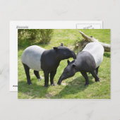 Malayaanse tapirs op gras briefkaart (Voorkant / Achterkant)