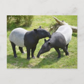 Malayaanse tapirs op gras briefkaart (Voorkant)