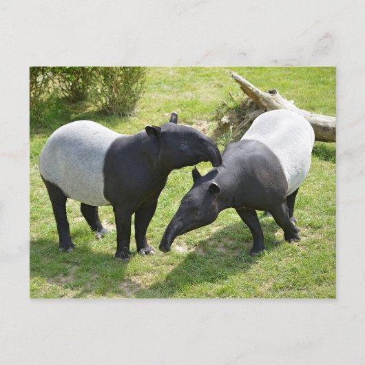 Malayaanse tapirs op gras briefkaart (Voorkant)