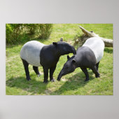 Malayaanse tapirs op gras poster (Voorkant)