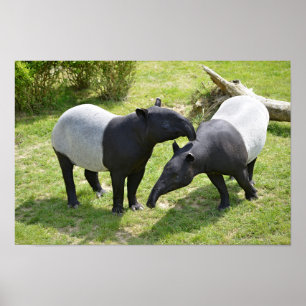 Malayaanse tapirs op gras poster