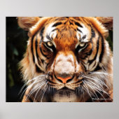 Malayan King Poster (Voorkant)