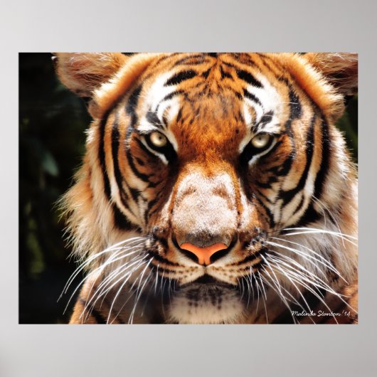 Malayan King Poster (Voorkant)