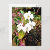 Malayan Moth Orchid en een Amerikaanse klimmer Briefkaart (Voorkant / Achterkant)