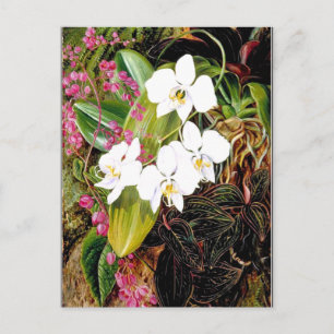 Malayan Moth Orchid en een Amerikaanse klimmer Briefkaart