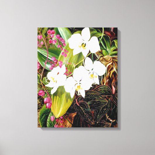 Malayan Moth Orchid en een Amerikaanse klimmer Canvas Afdruk (Voorkant)