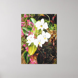Malayan Moth Orchid en een Amerikaanse klimmer Canvas Afdruk