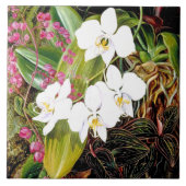 Malayan Moth Orchid en een Amerikaanse klimmer Cer Tegeltje (Voorkant)