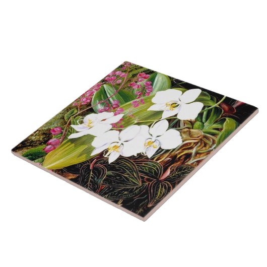 Malayan Moth Orchid en een Amerikaanse klimmer Cer Tegeltje (Zijkant)