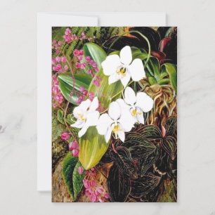 Malayan Moth Orchid en een Amerikaanse klimmer Kaart