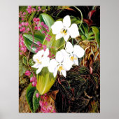 Malayan Moth Orchid en een Amerikaanse klimmer Poster (Voorkant)