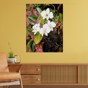 Malayan Moth Orchid en een Amerikaanse klimmer Poster