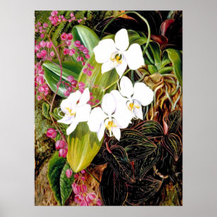 Malayan Moth Orchid en een Amerikaanse klimmer Poster