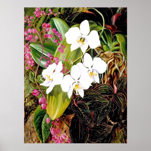 Malayan Moth Orchid en een Amerikaanse klimmer Poster (Voorkant)