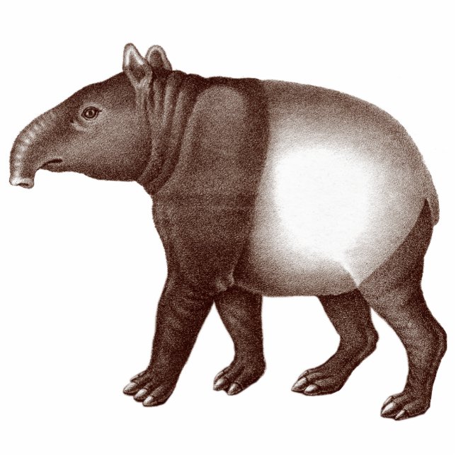 Malayan Tapir/Asian Tapir Magnet voor je vriend Fotobeeldje Magneet (Voorkant)