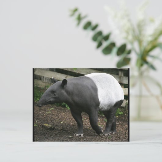 Malayan Tapir Briefkaart (Staand voorkant)