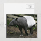 Malayan Tapir Briefkaart (Voorkant / Achterkant)