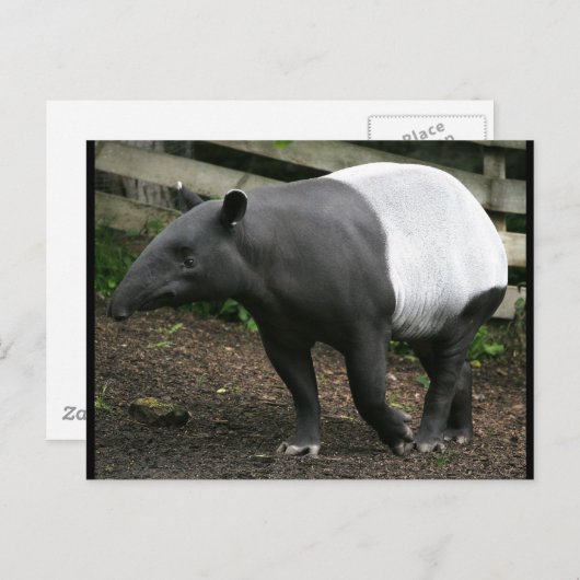 Malayan Tapir Briefkaart (Voorkant / Achterkant)