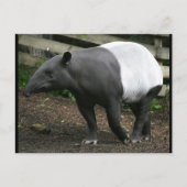 Malayan Tapir Briefkaart (Voorkant)