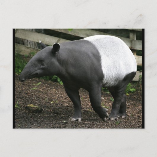 Malayan Tapir Briefkaart (Voorkant)