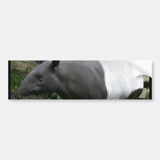 Malayan Tapir Bumpersticker (Voorkant)