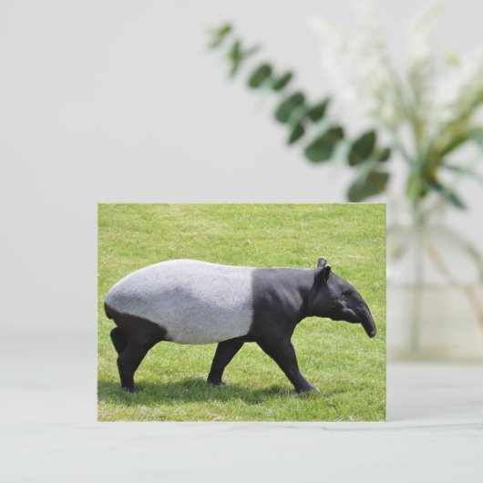 Malayan tapir met gras briefkaart (Staand voorkant)