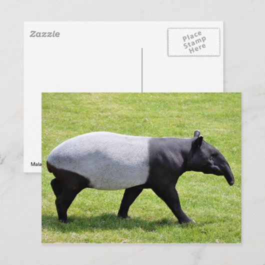 Malayan tapir met gras briefkaart (Voorkant / Achterkant)