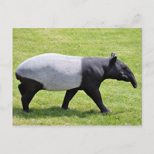 Malayan tapir met gras briefkaart (Voorkant)