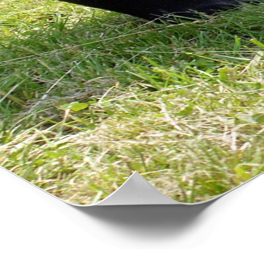 Malayan tapir met gras poster (Hoek)