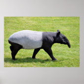 Malayan tapir met gras poster (Voorkant)