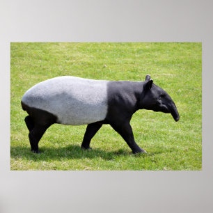 Malayan tapir met gras poster