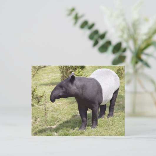 Malayan tapir op gras briefkaart (Staand voorkant)