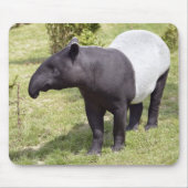 Malayan tapir op gras muismat (Voorkant)