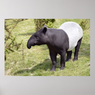 Malayan tapir op gras poster