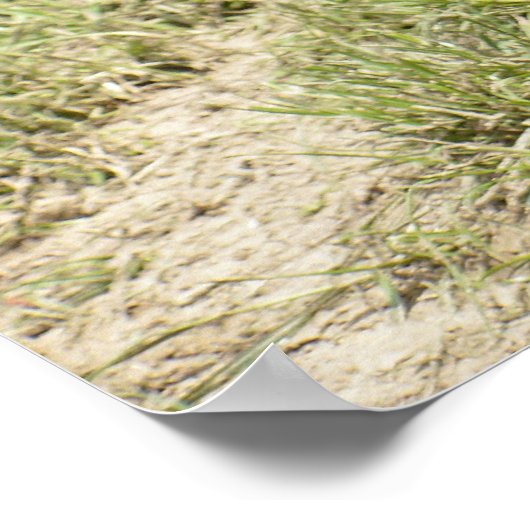 Malayan tapir op gras poster (Hoek)