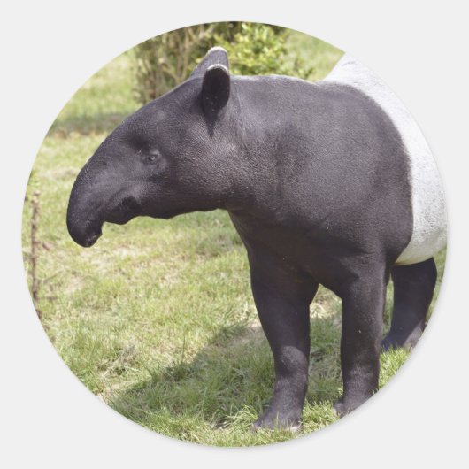 Malayan tapir op gras ronde sticker (Voorkant)