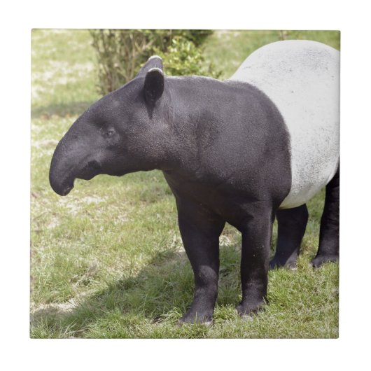 Malayan tapir op gras tegeltje (Voorkant)